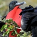 frigatebird_magnificent_nsey_v_0204_ecu0406.jpg
